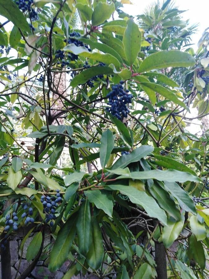 Ixora 13