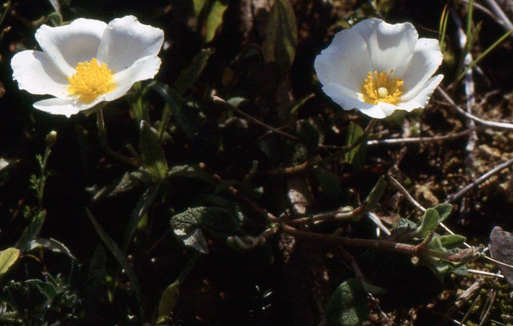 Cistus 7