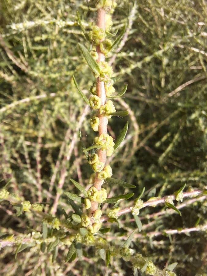 Suaeda marittima 6