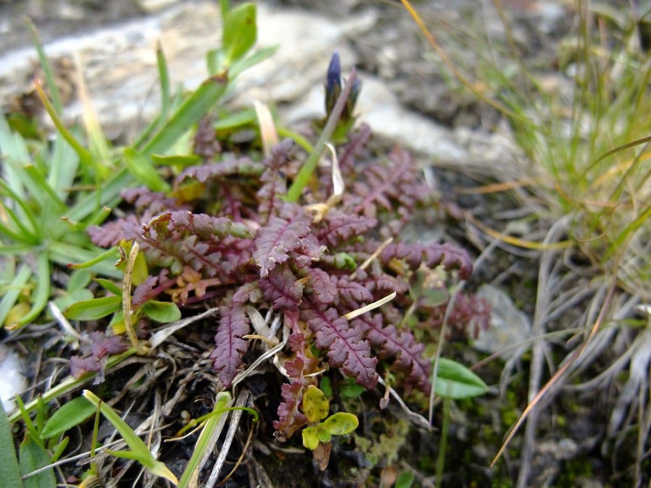 Pedicolare verticillata 10
