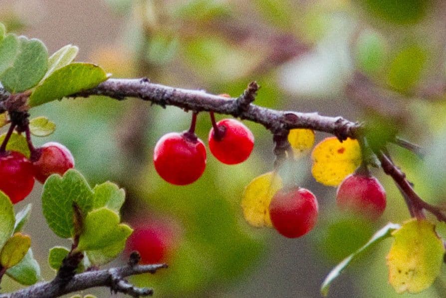 Spiny redberry 2