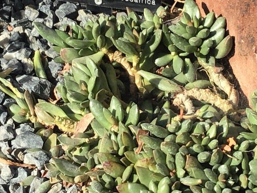 Adromischus