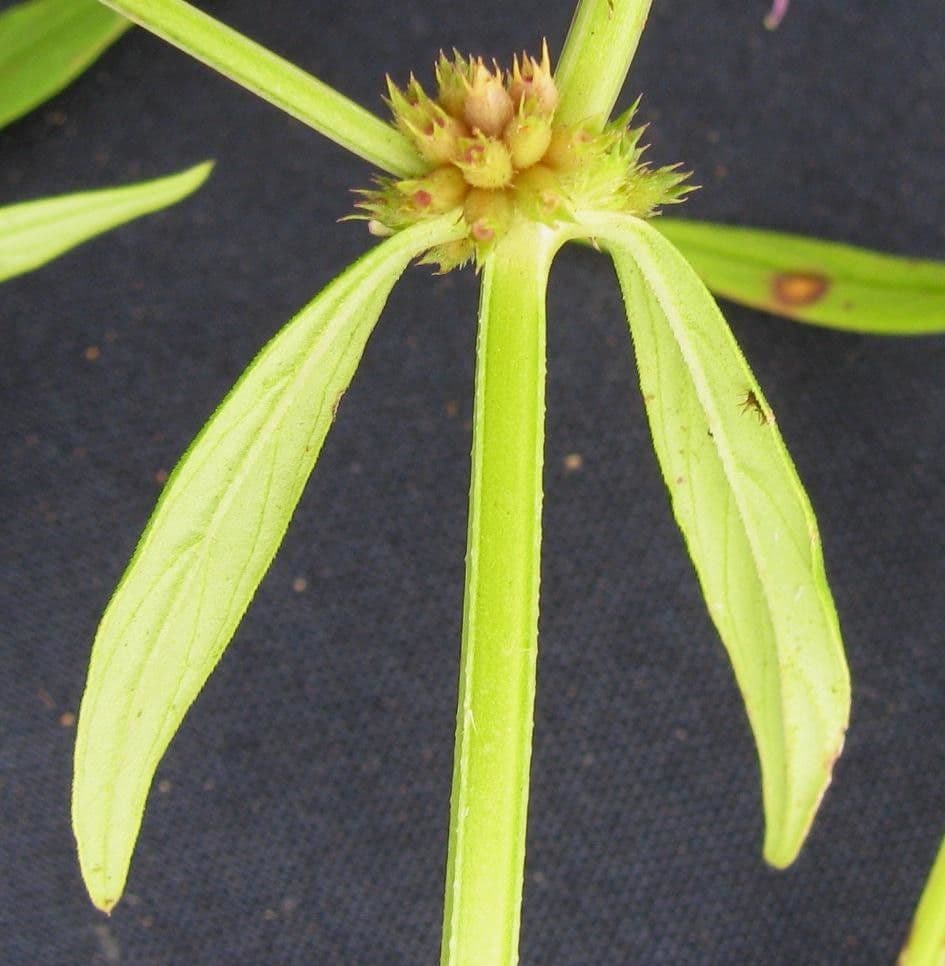 Spermacoce prostrata 3
