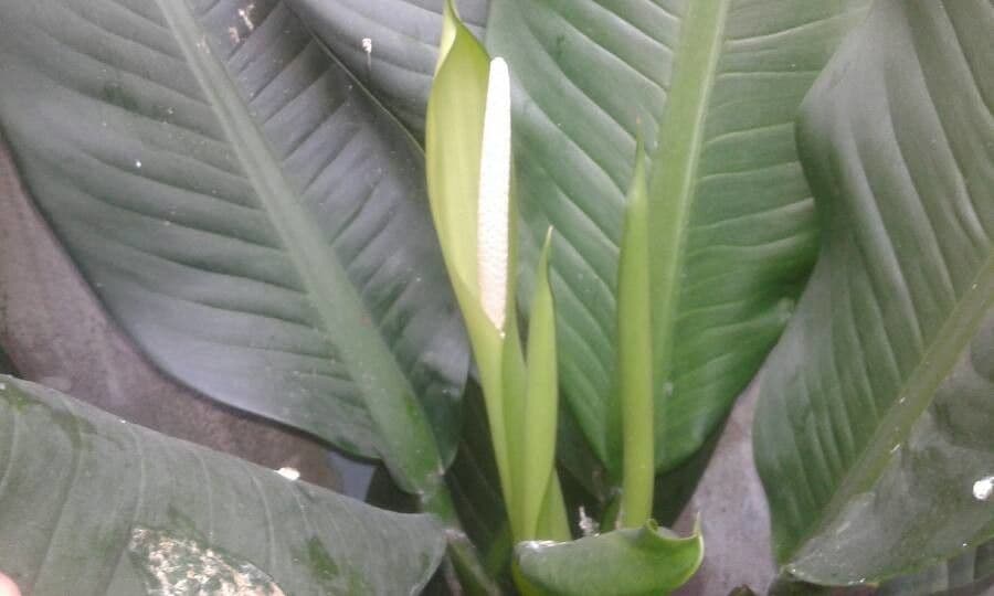 Dieffenbachia 10