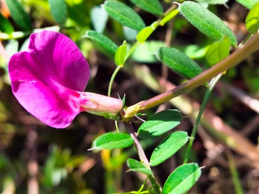 Vesce à une fleur 6