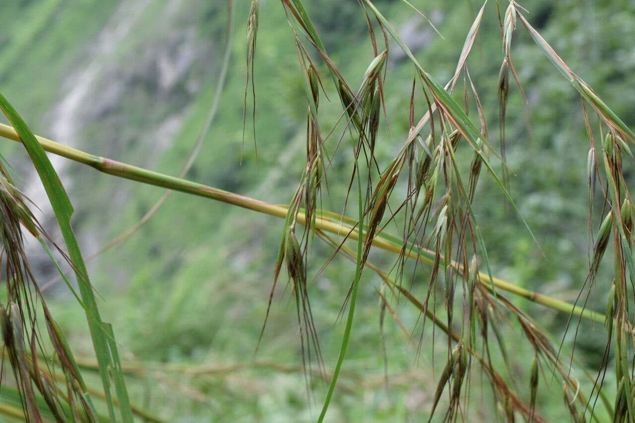 Themeda 2