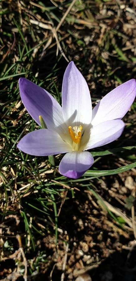 Crocus 4