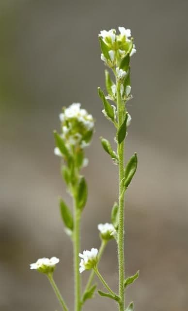 Draba incana 2