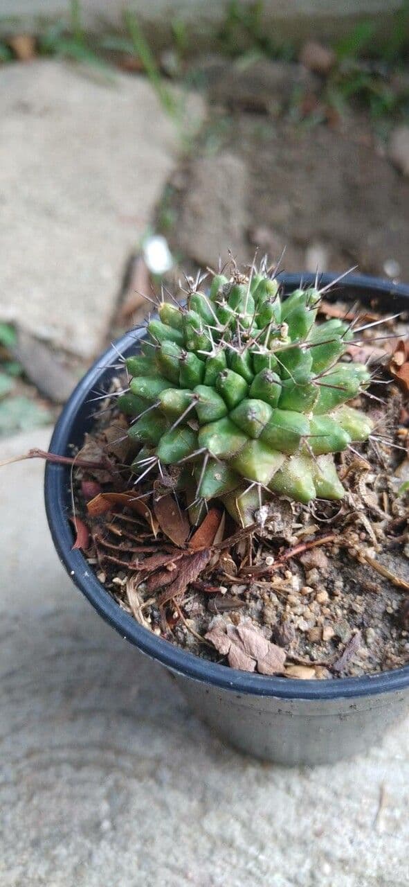 Mammillaria 19