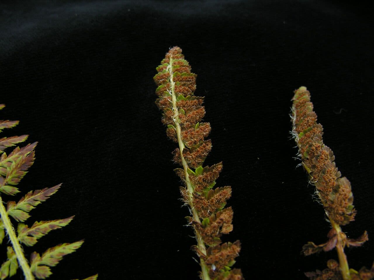 Polystichum 2