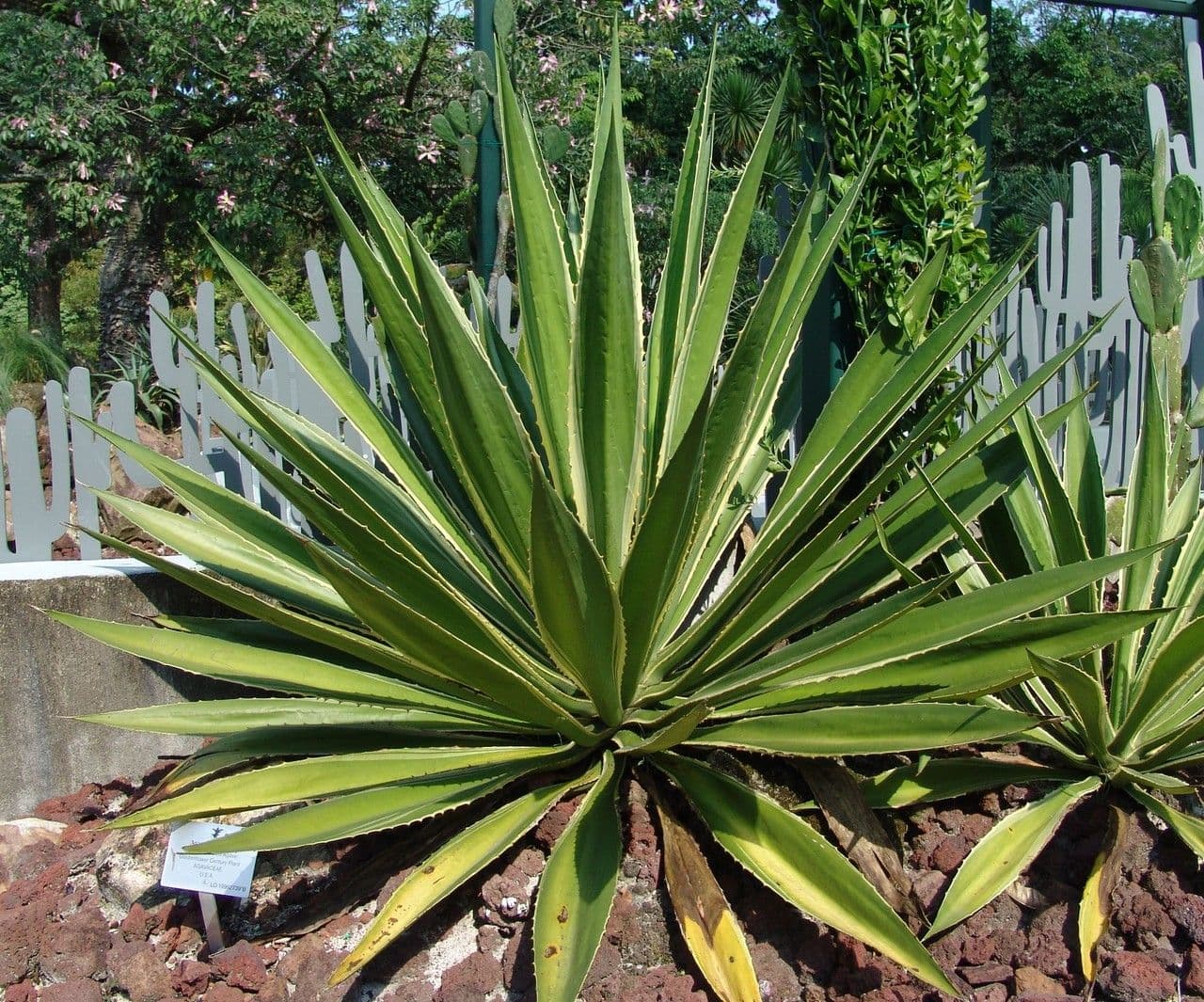 Agave 6