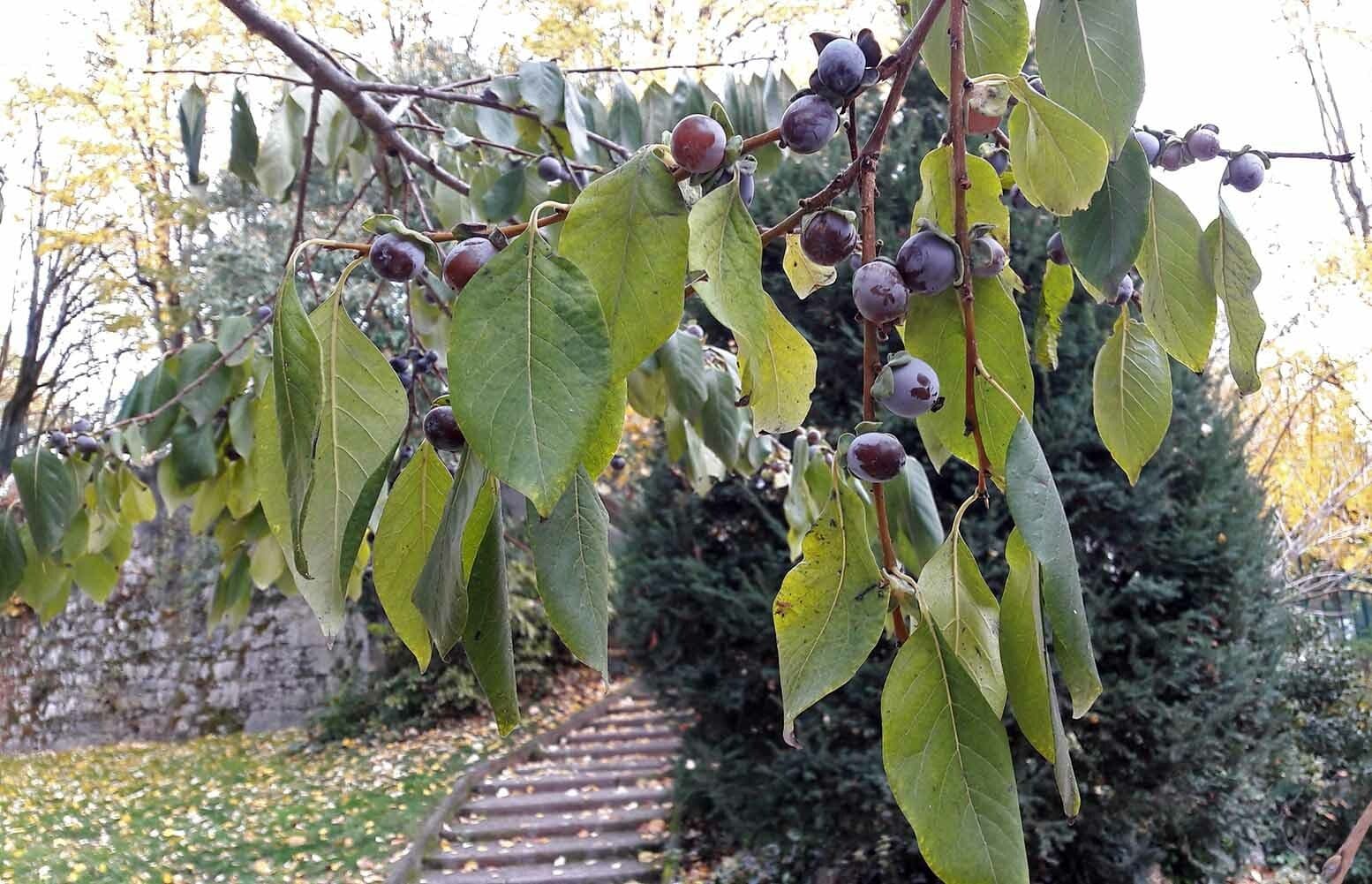 Diospyros 18