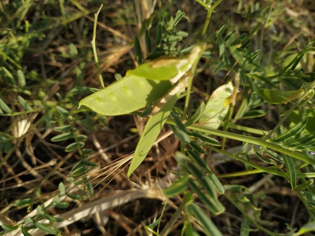 Vesce à une fleur 4