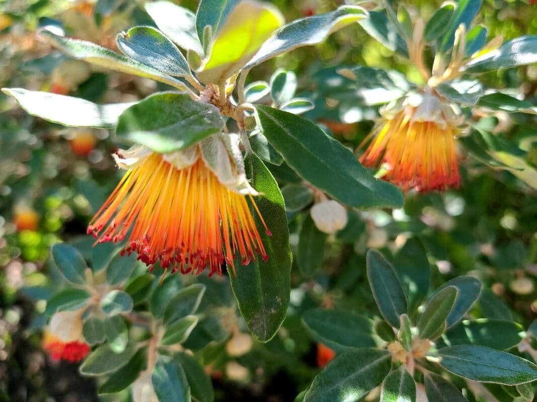 Diplolaena
