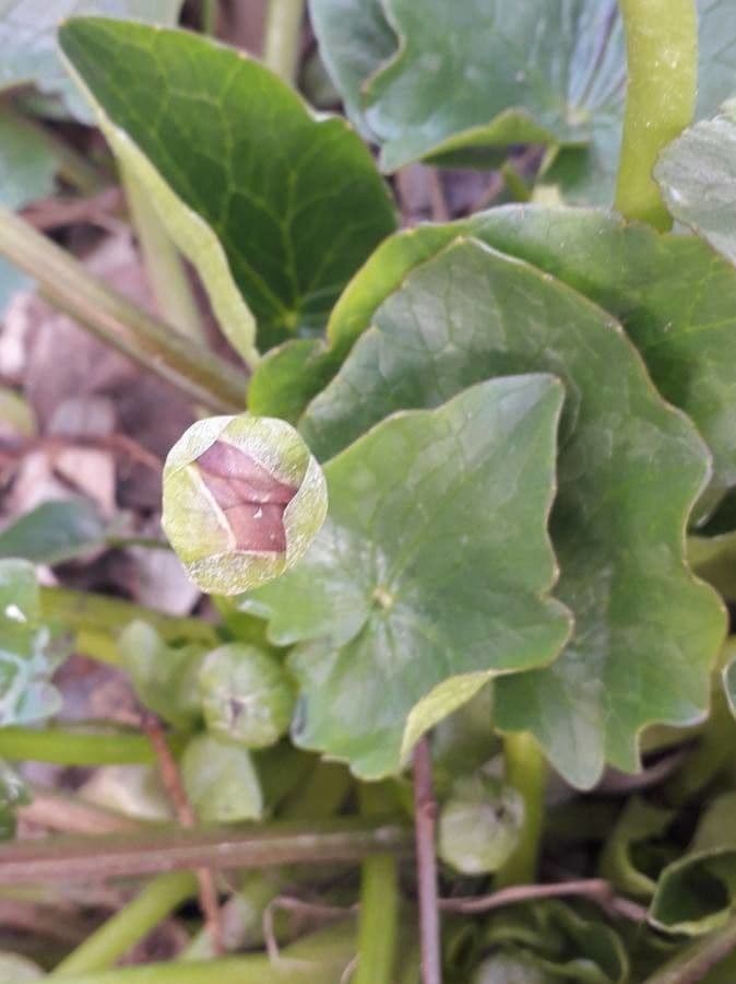 Calta palustre 8