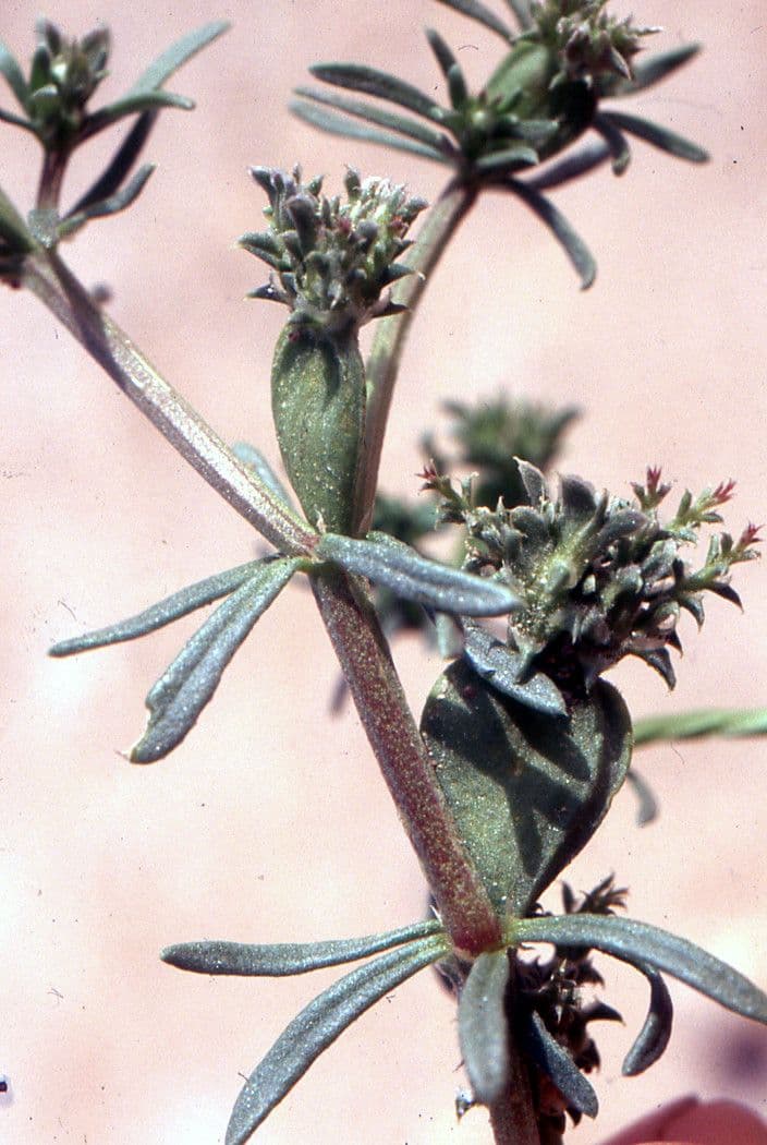 Pteranthus 17