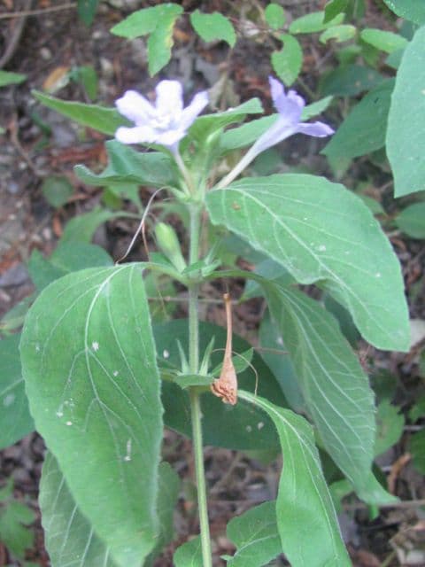 Ruellia 4
