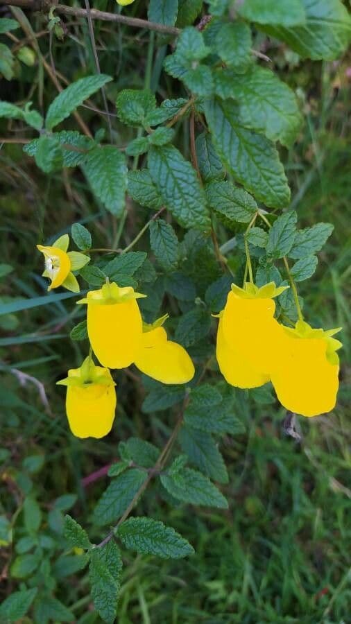Calceolaria 11