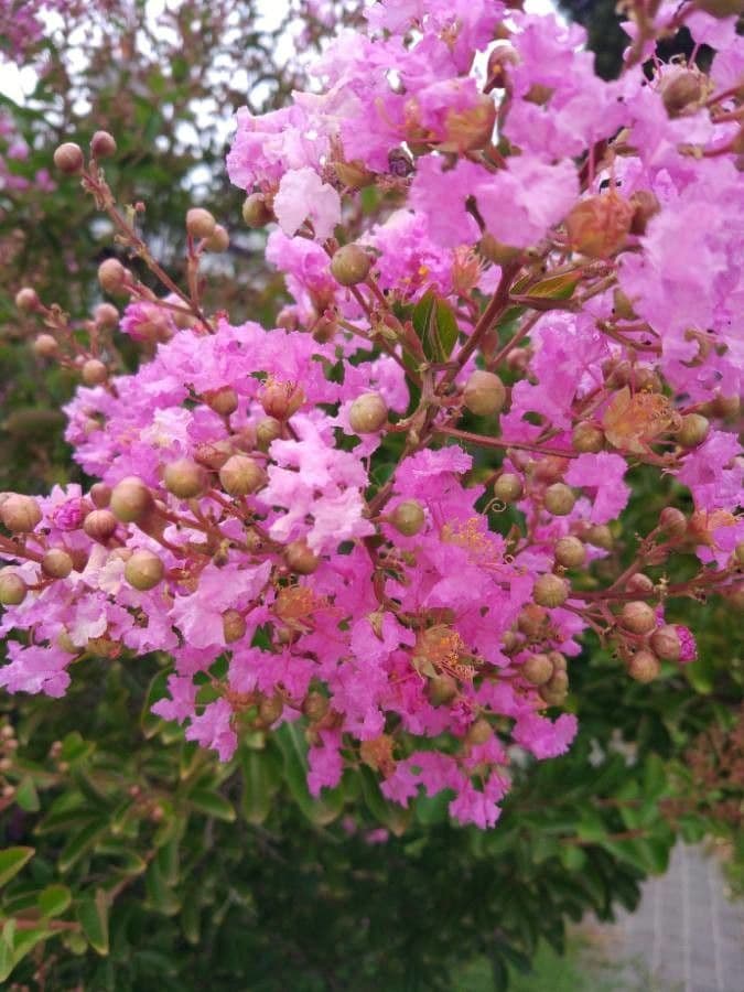 Lagerstroemia 7