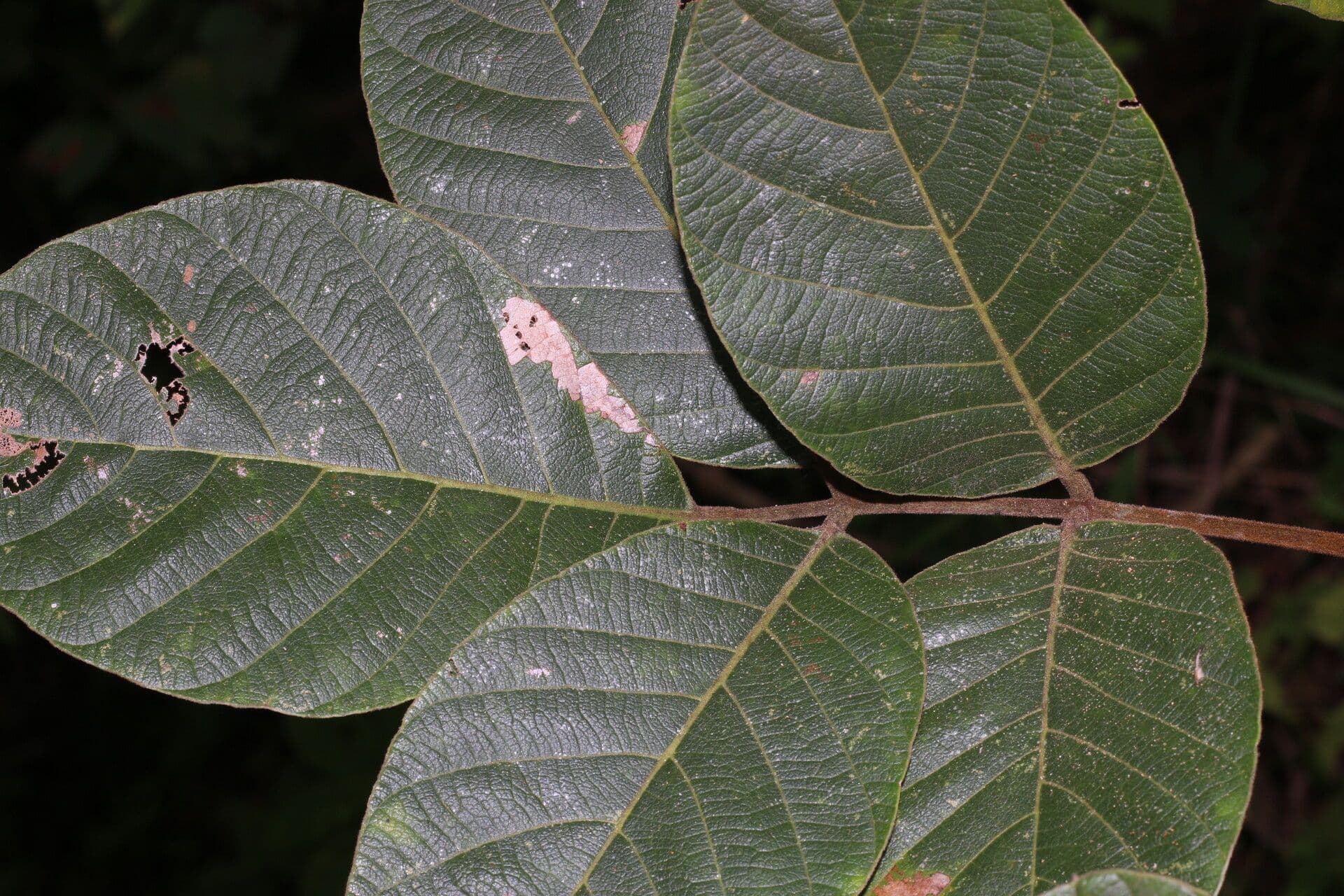 Lonchocarpus 5