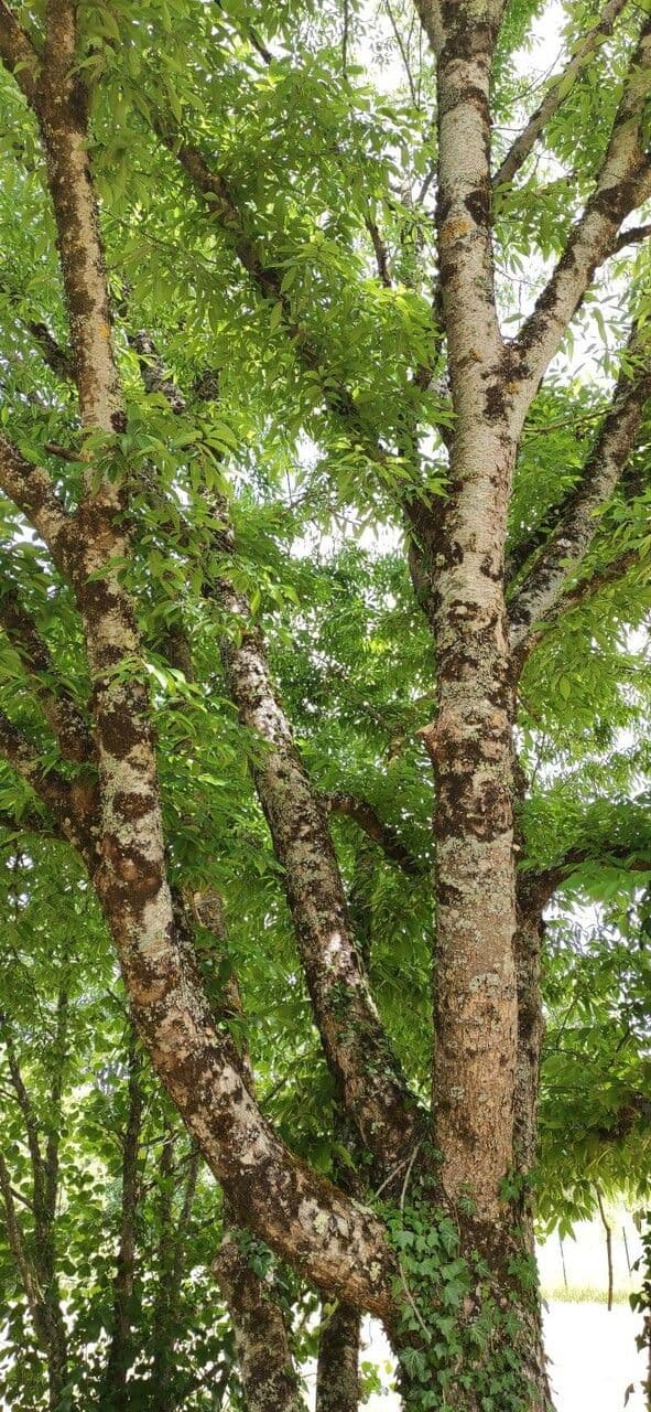 Zelkova 4