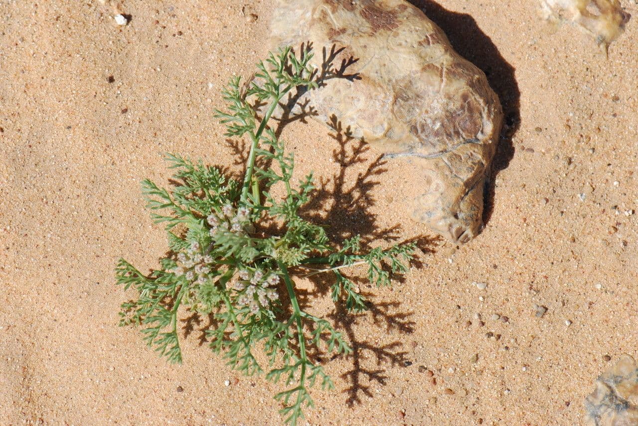 Ammodaucus 18