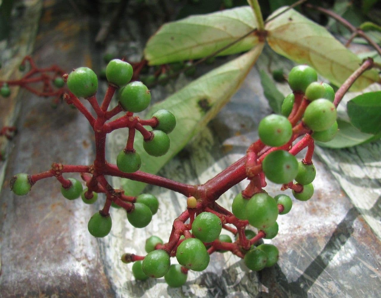 Cissus 3