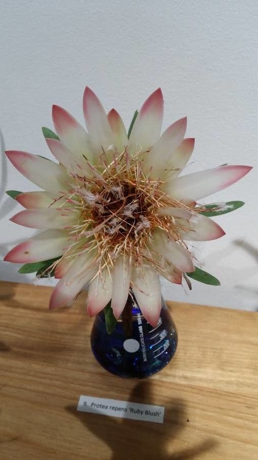 Protea 3