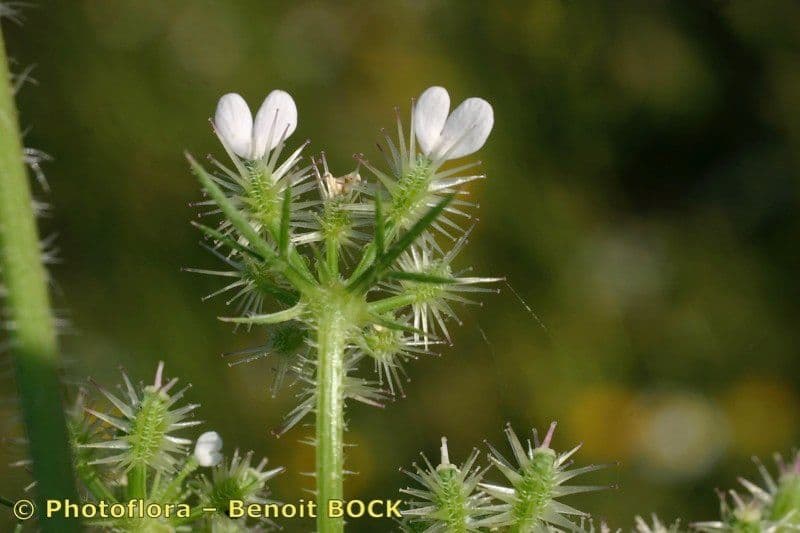 Carota selvatica irta 24
