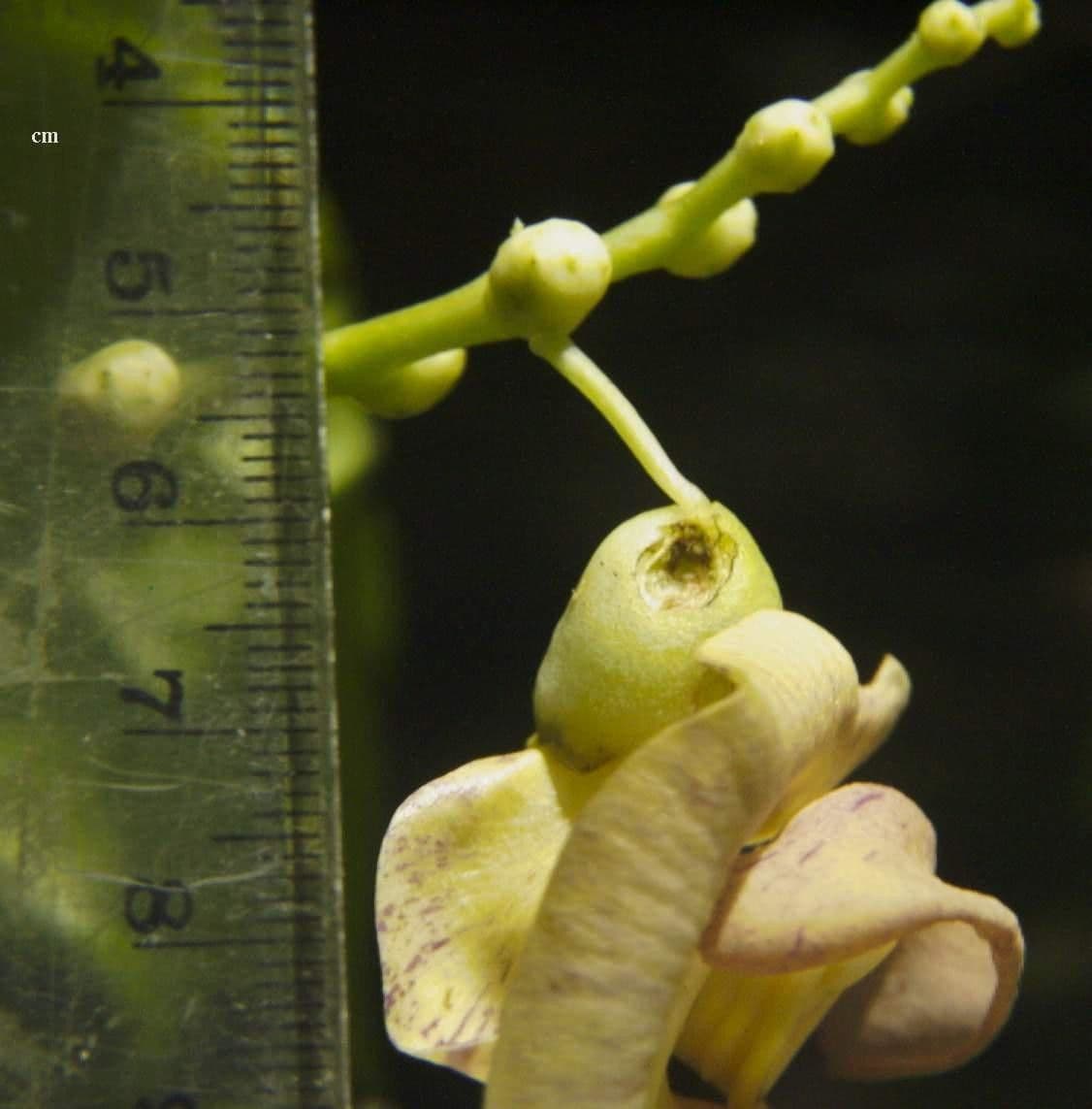 Cochliasanthus 3
