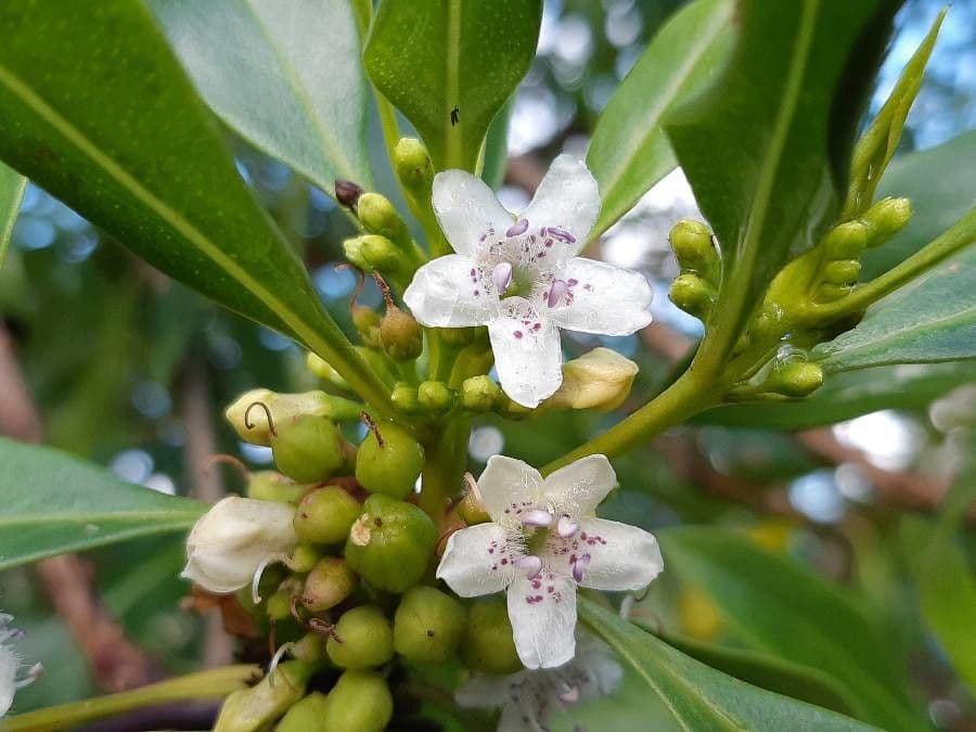 Schlankblättriges Myoporum 7
