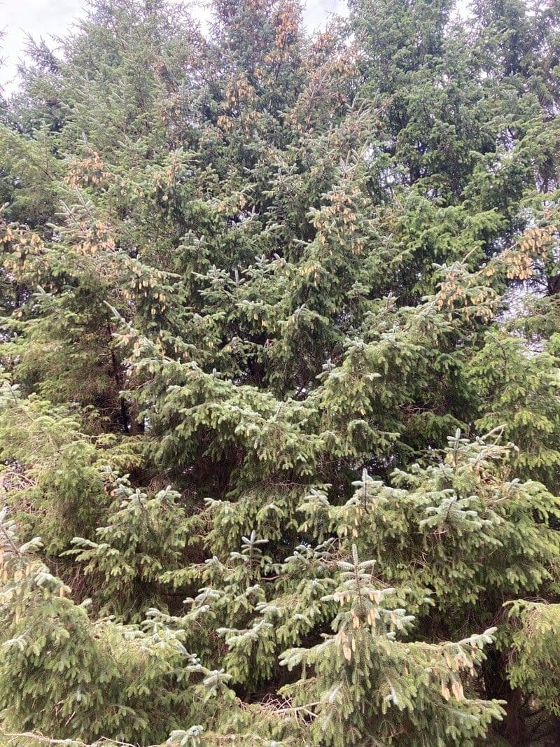 Peccio di Sitka 14