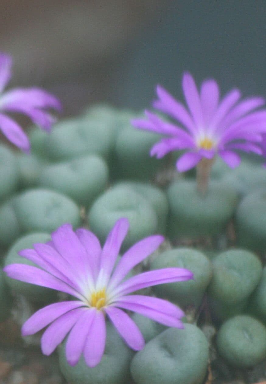 Conophytum