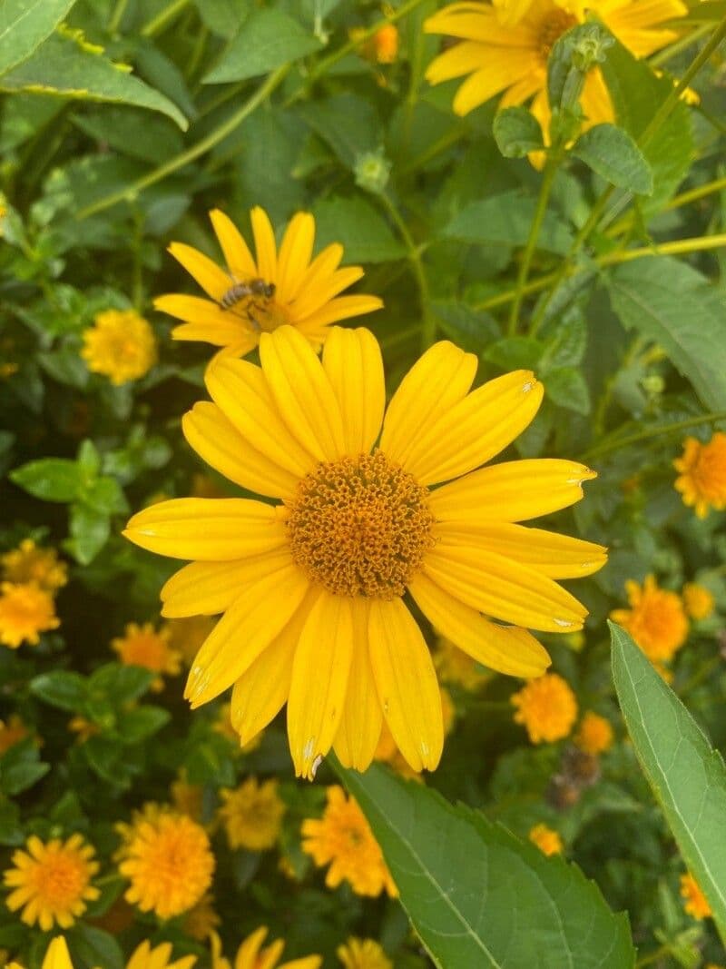 Heliopsis 7
