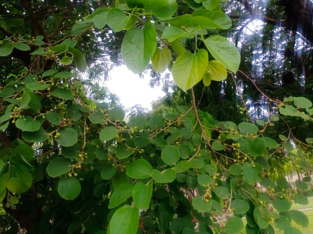 Grewia asiatica