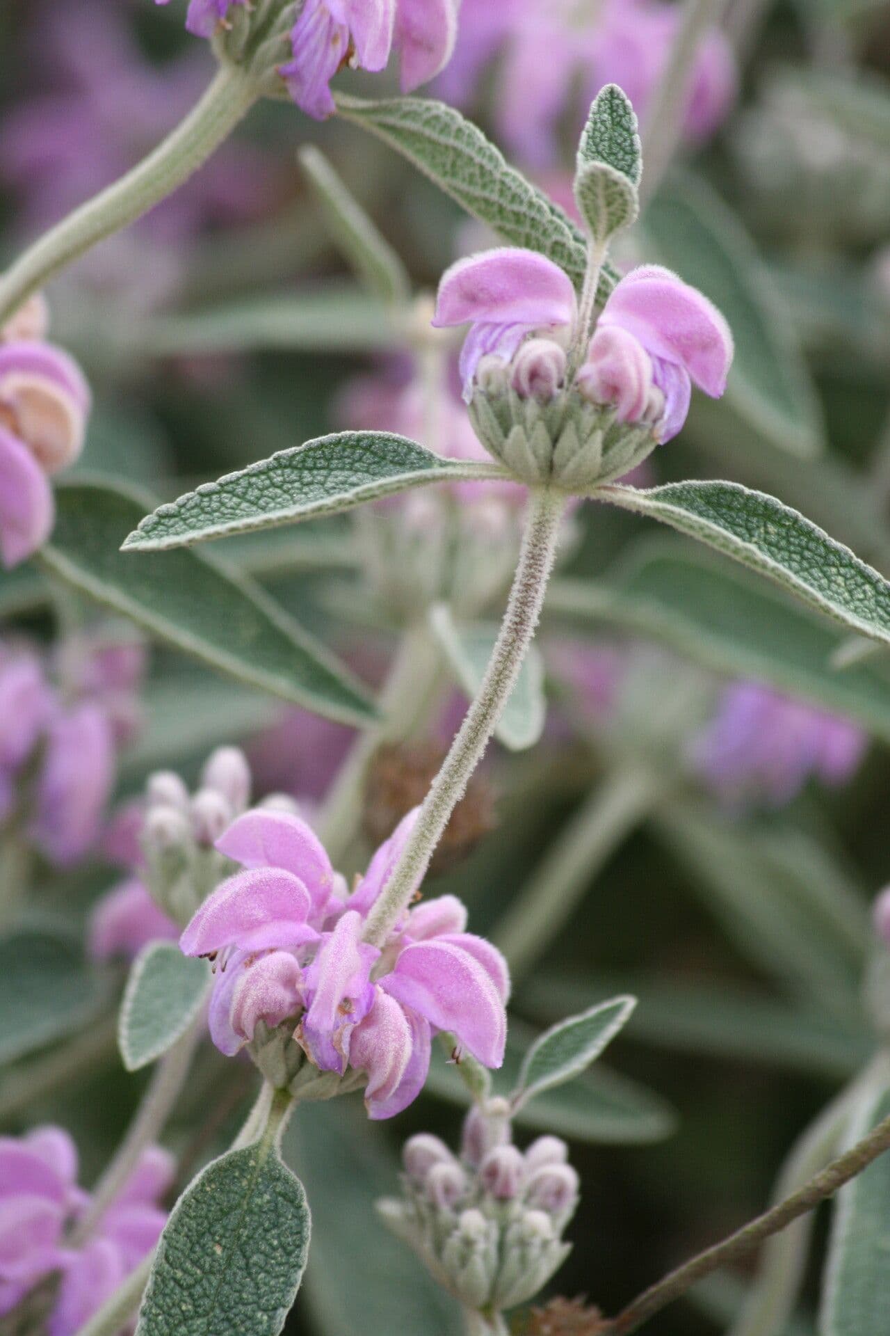 Phlomis 6