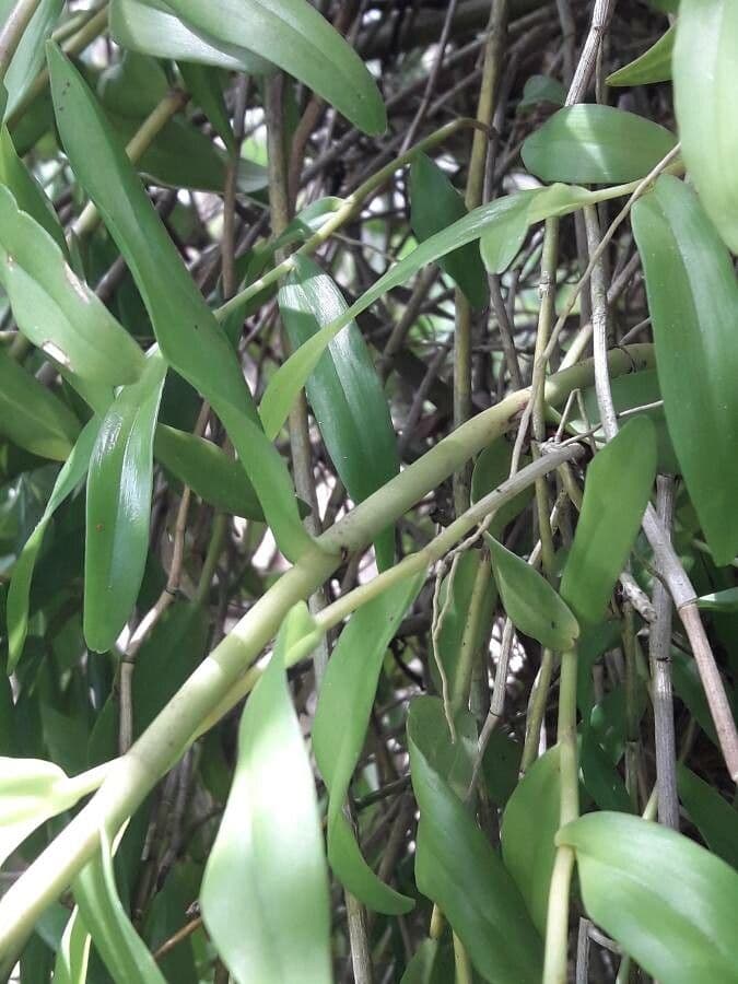Orchidea colombina 17