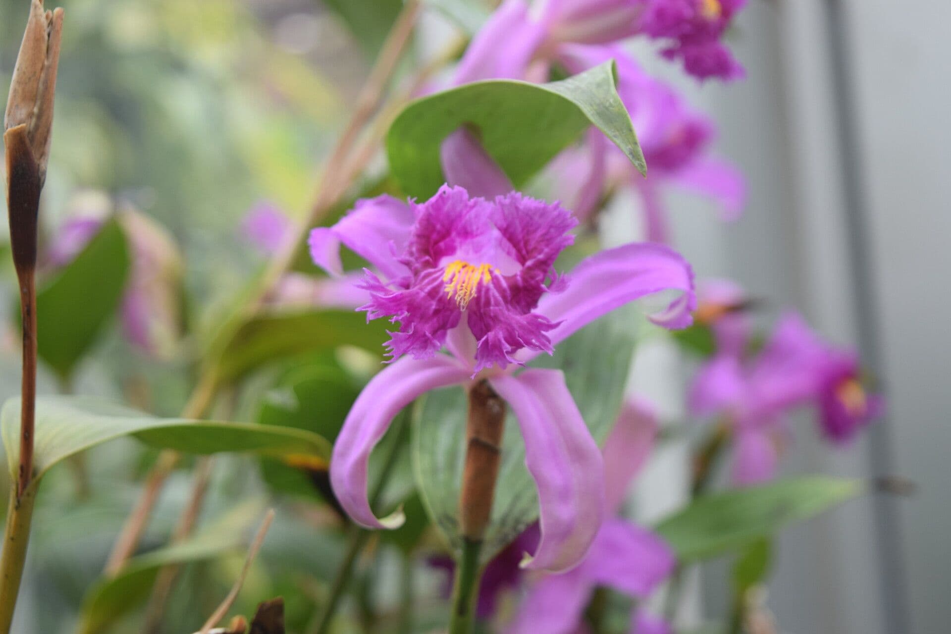 Sobralia