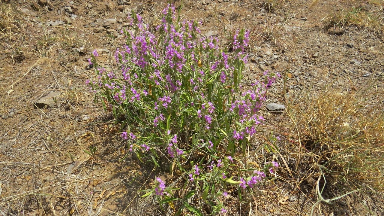 Hypoestes aristata 9