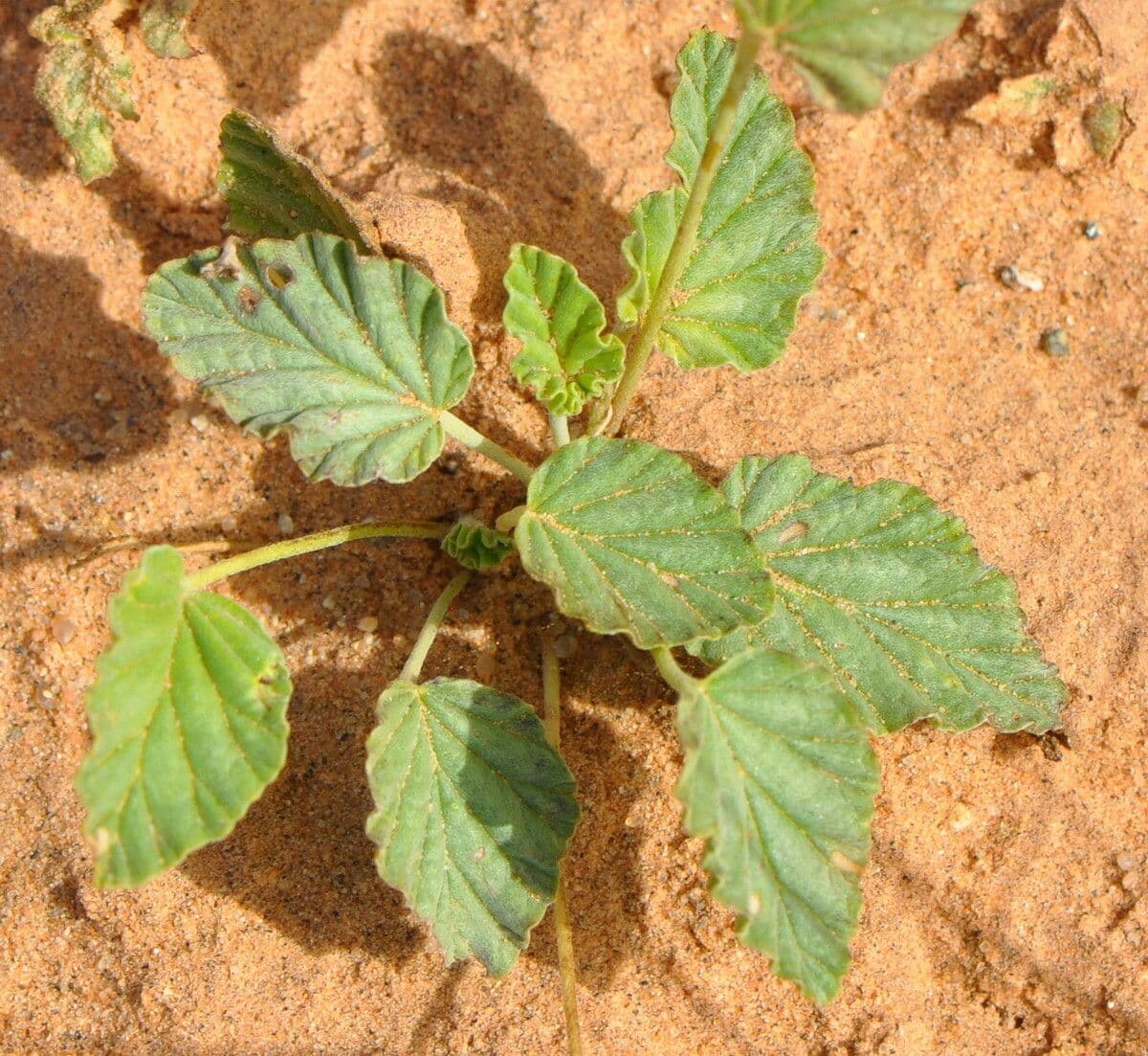 Monsonia 11
