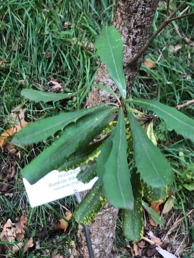 Banksia integrifolia 17