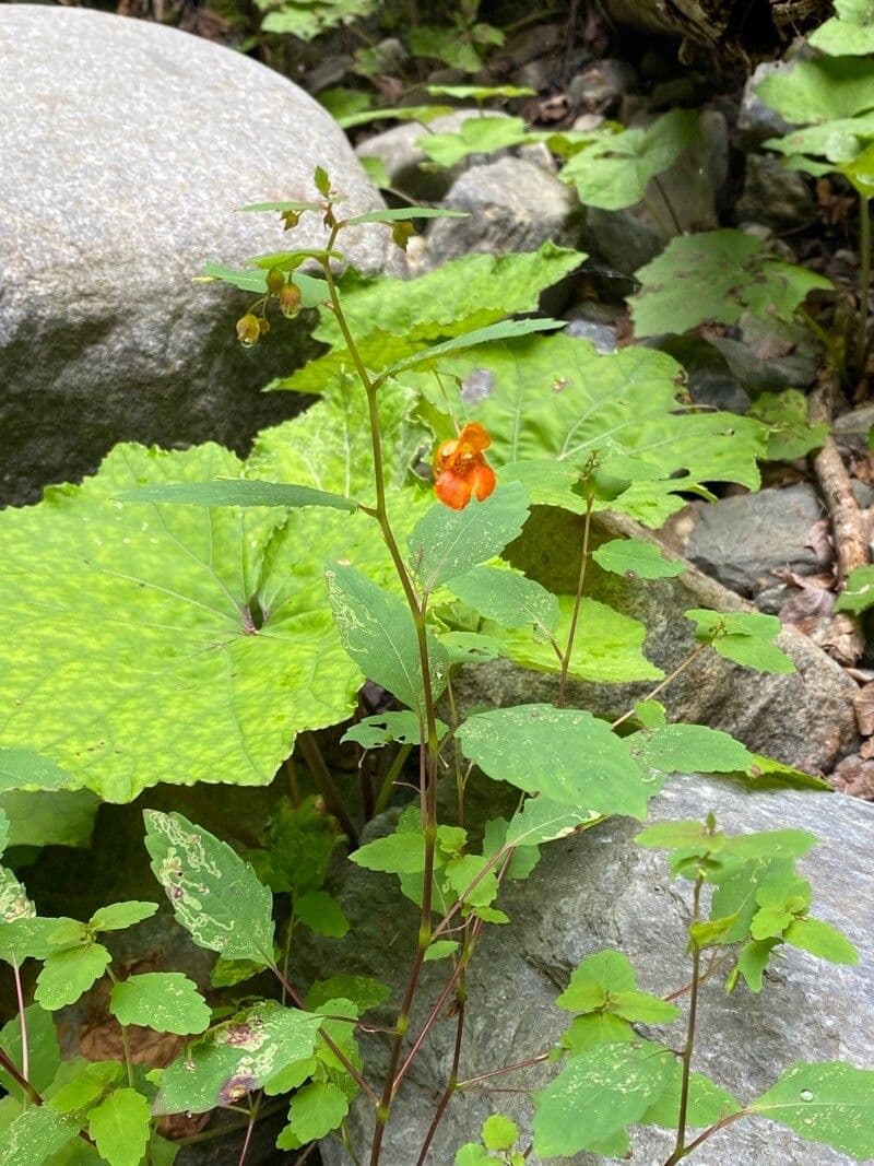 Orangerotes Springkraut 27
