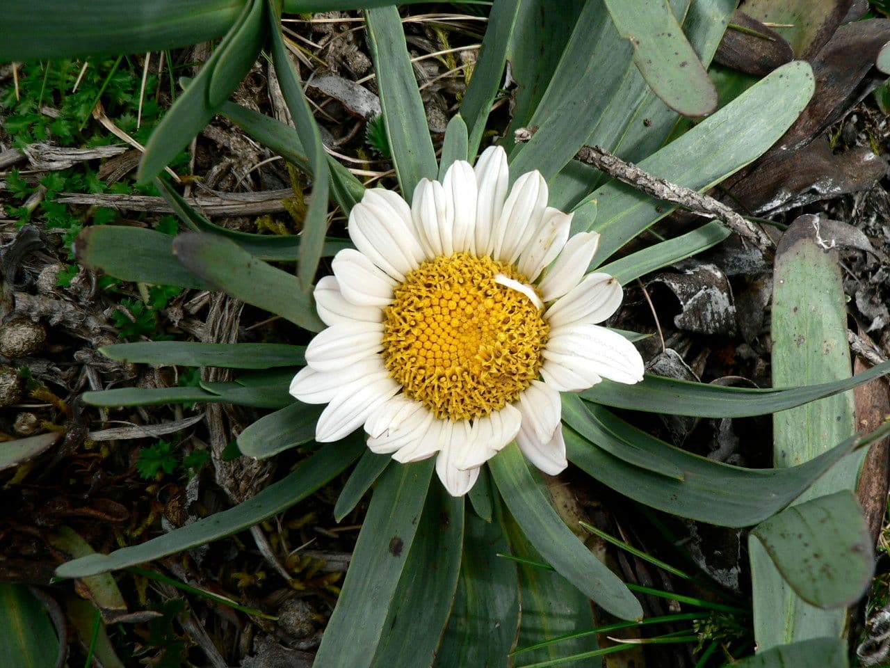 Werneria 6