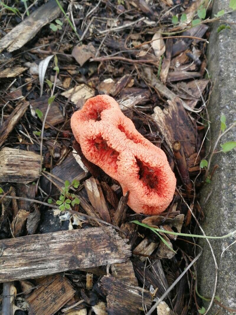 Hydnora 8