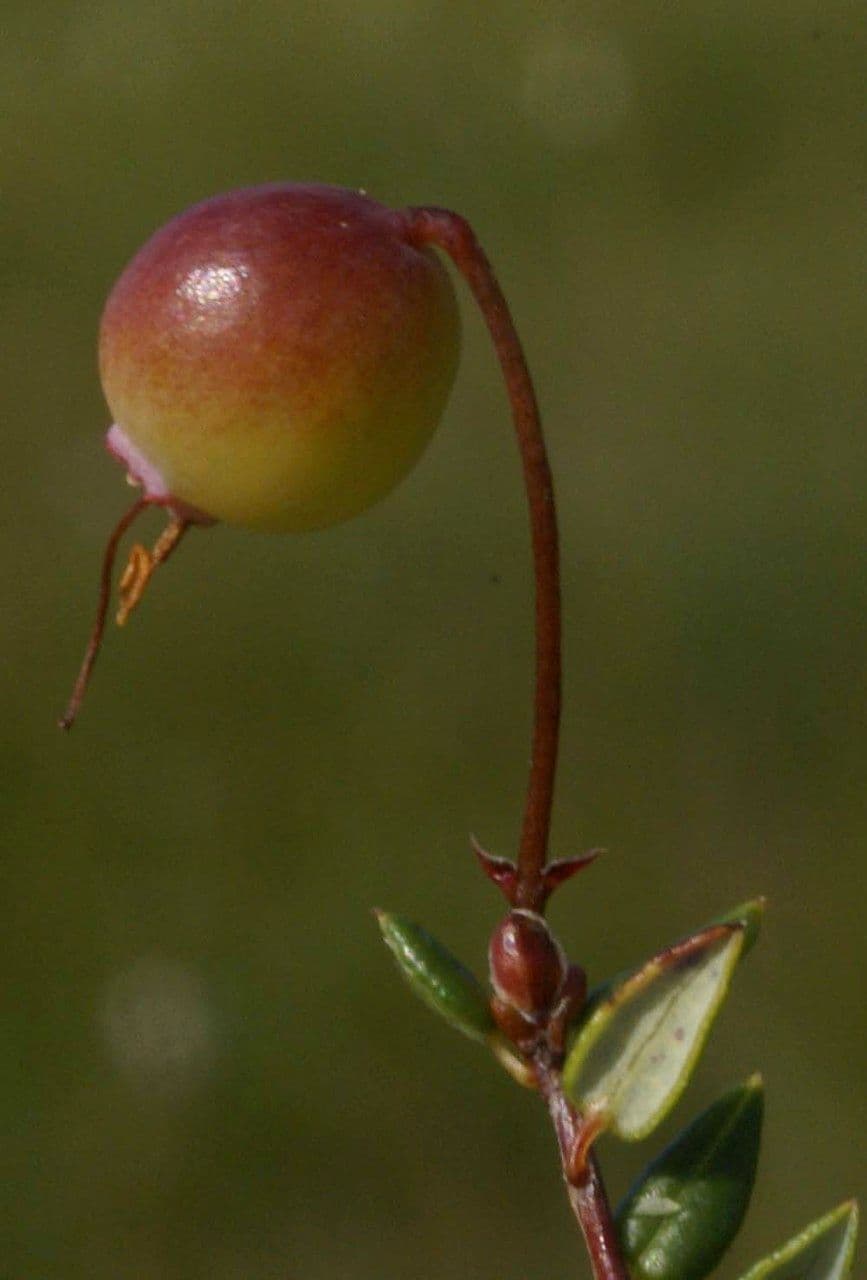 Vaccinium microcarpum 5