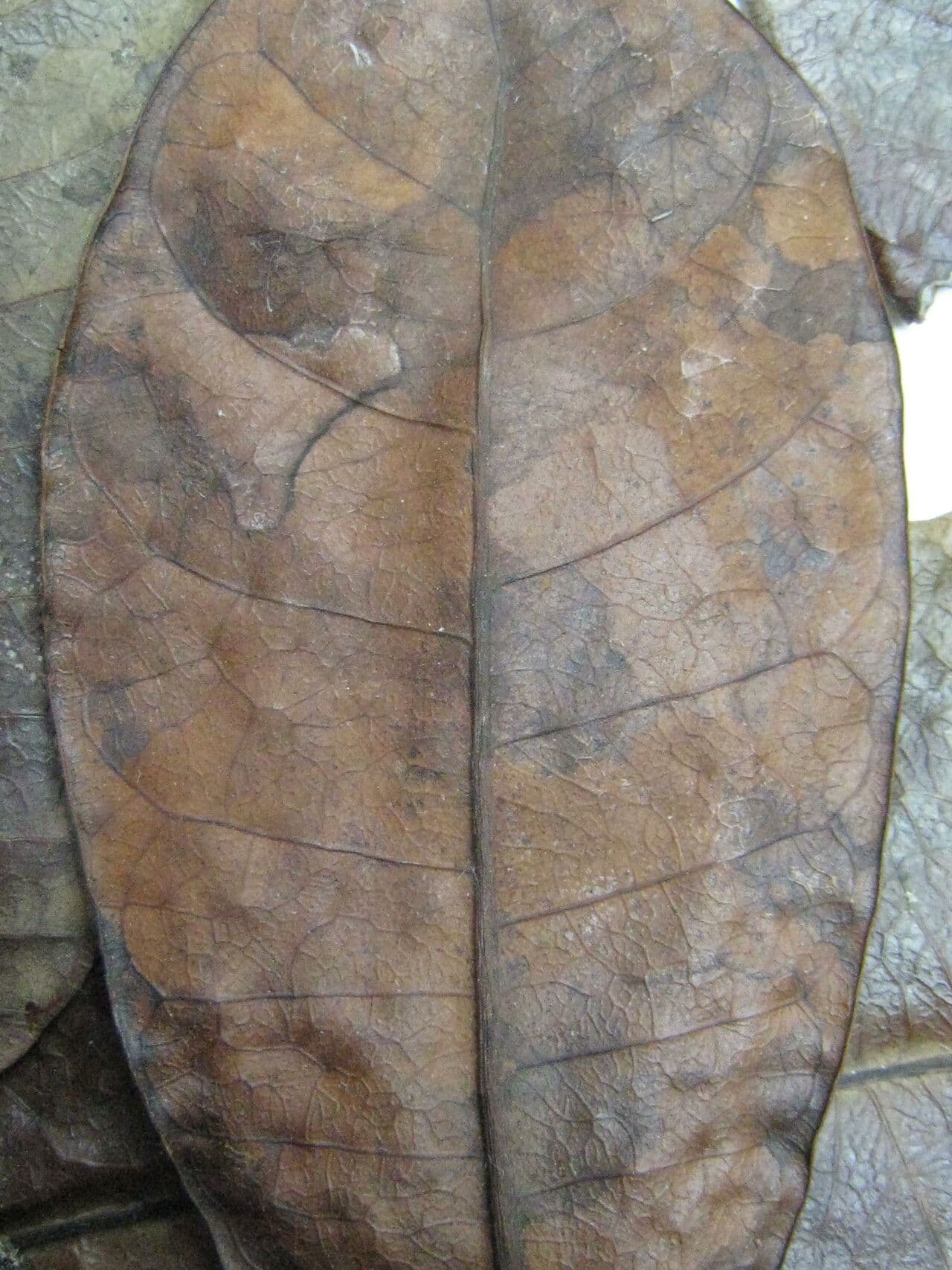 Himatanthus 21