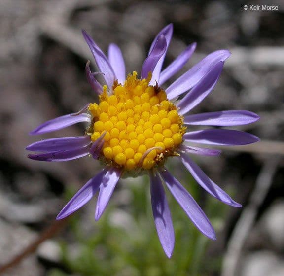 Erigeron 3