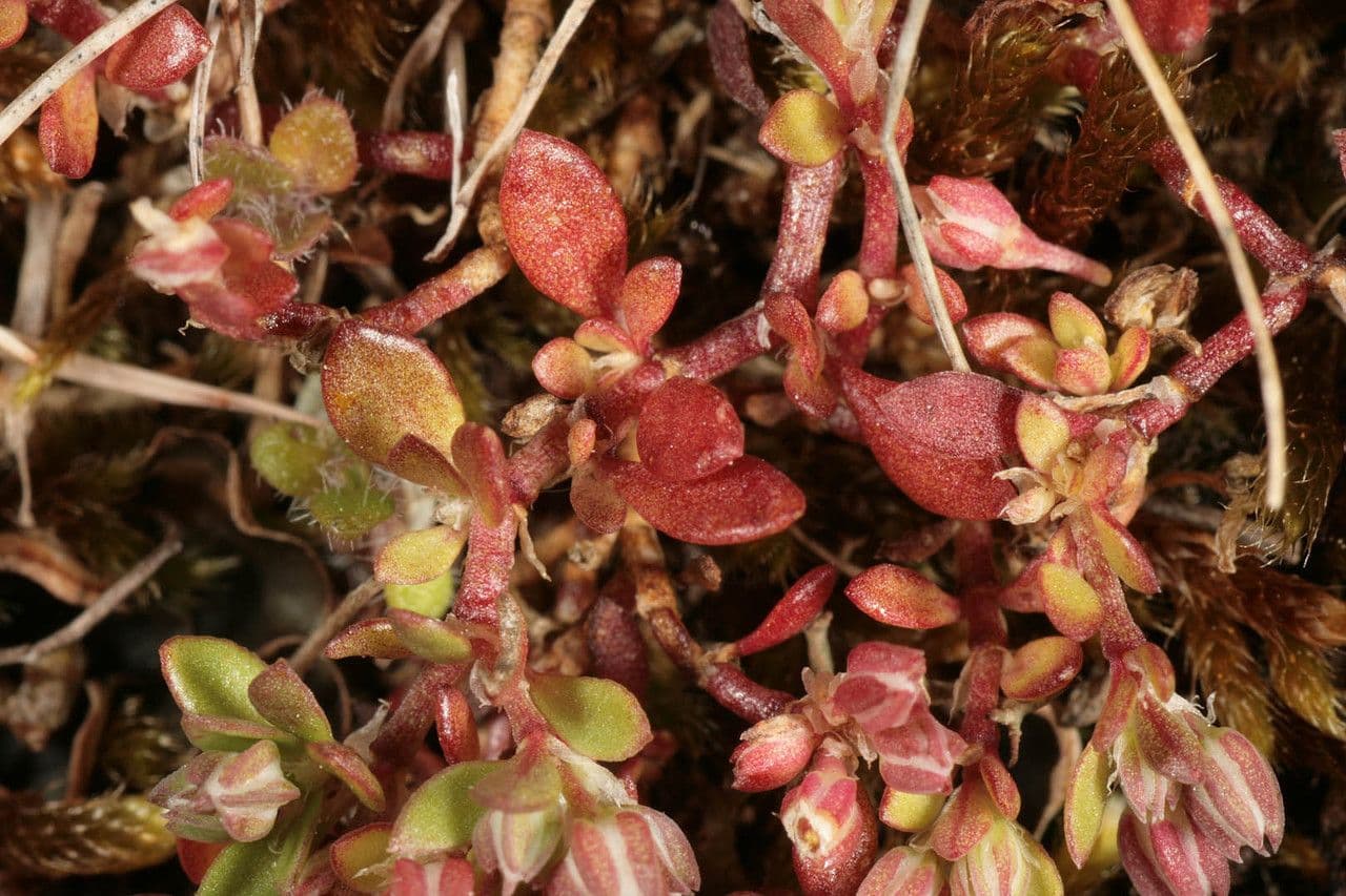 Morelilla 3