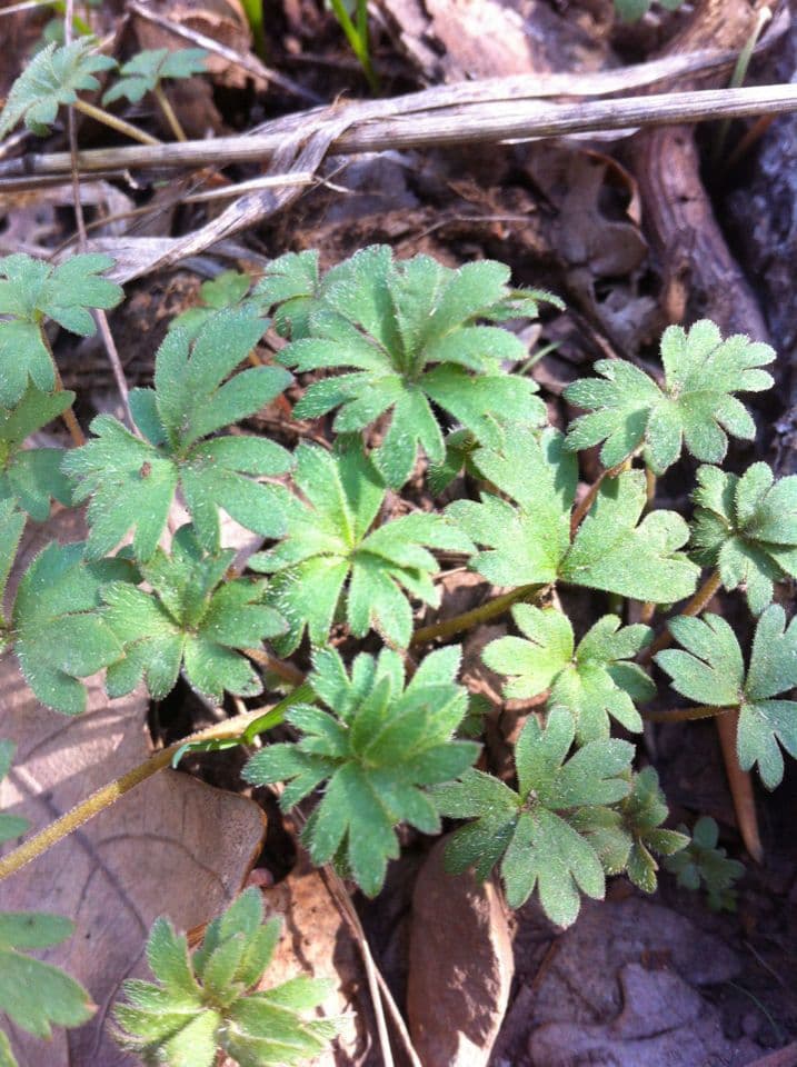 Hydrophyllum 17