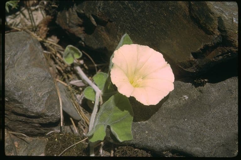 Calystegia finta della Sierra 2